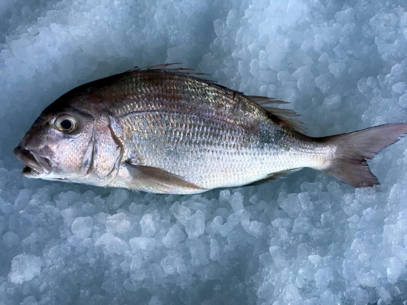 Pargos