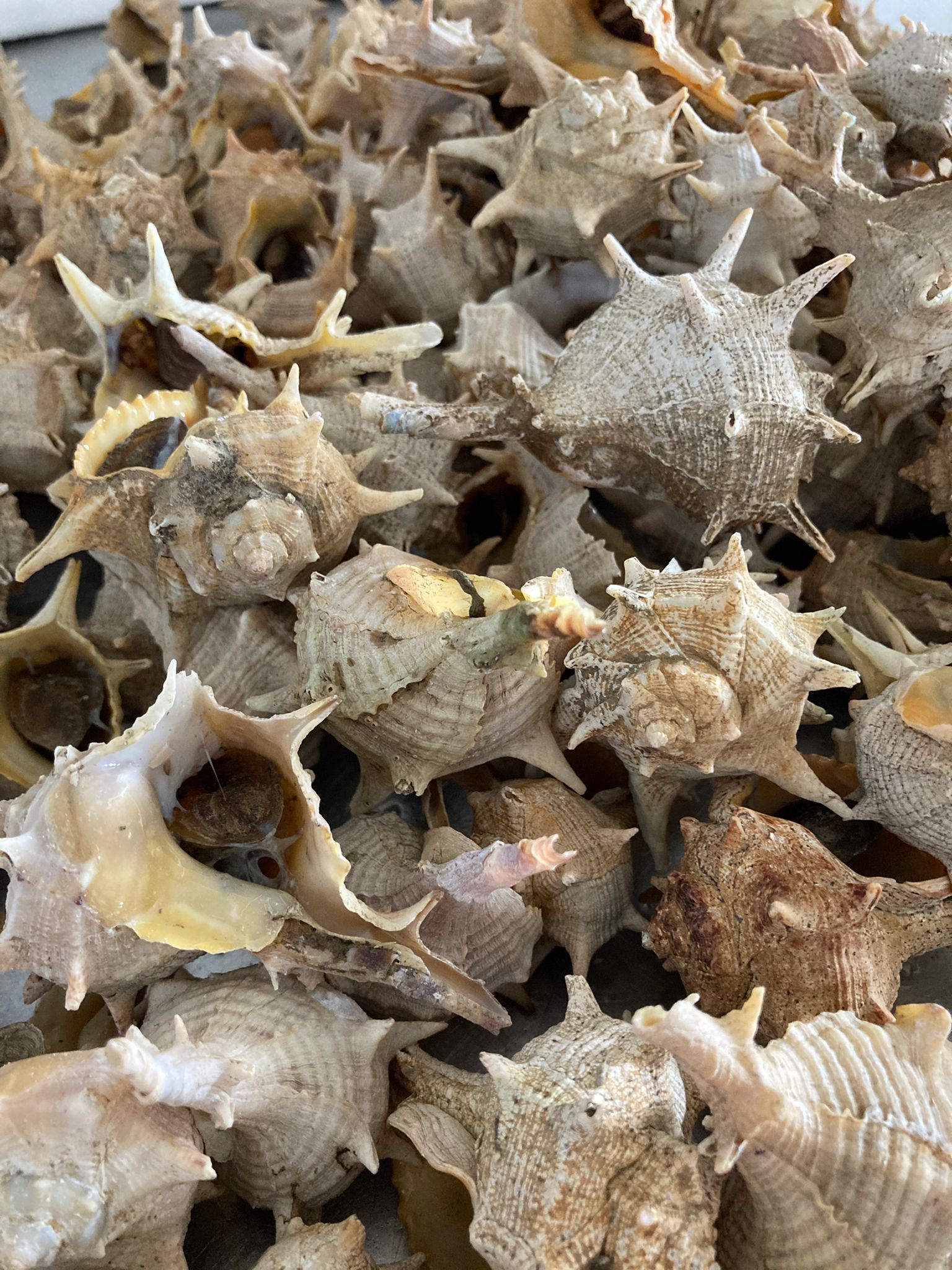 Cañaillas - Imagen 3