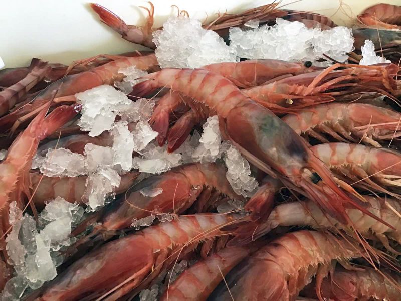 Gamba Roja o Alistado
