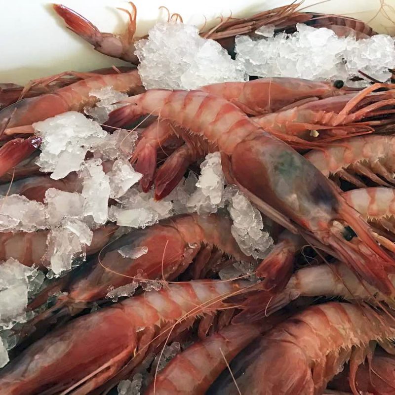 Gamba Roja o Alistado