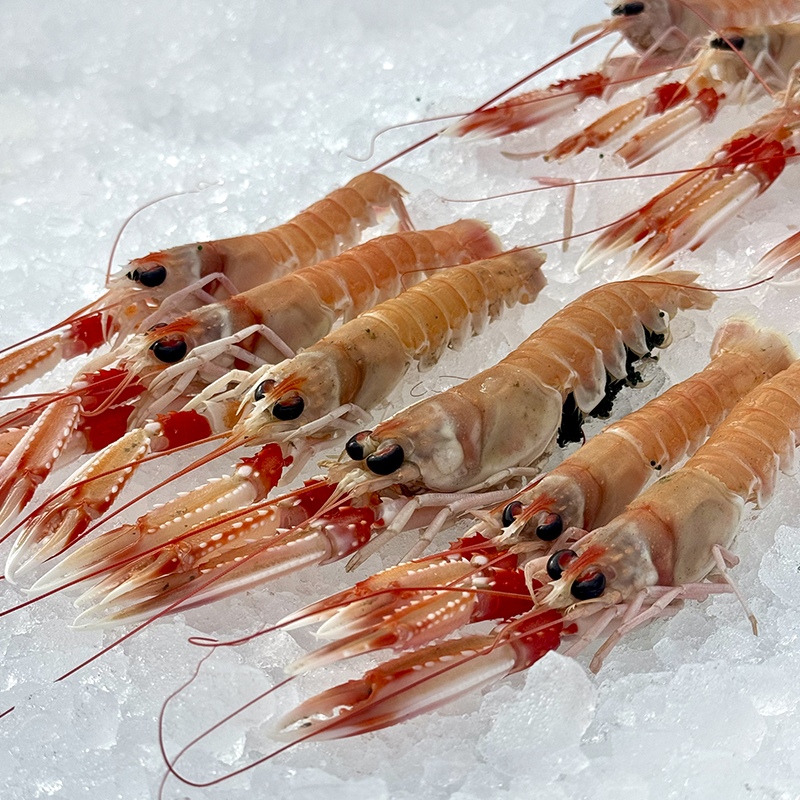 Cigalas