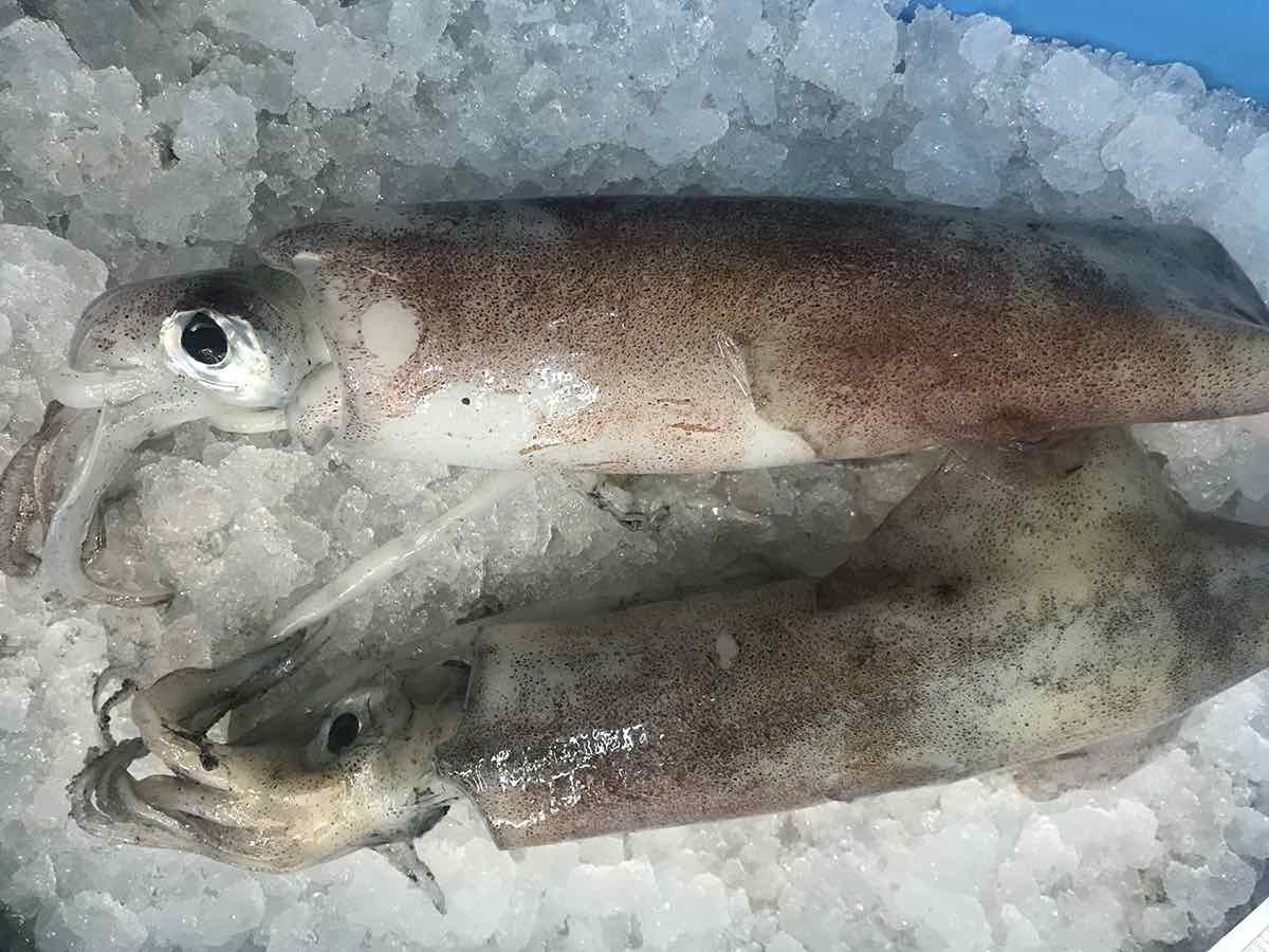 Calamares - Imagen 2