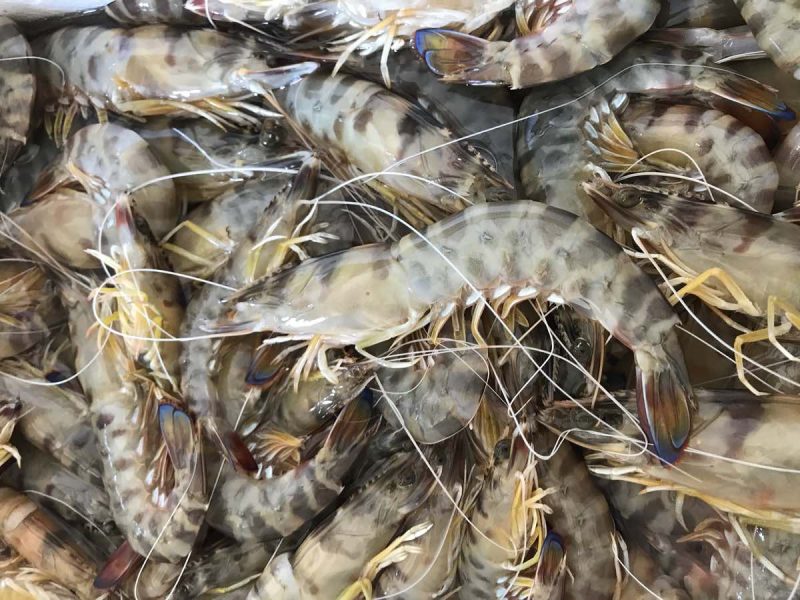 Langostinos de Sanlúcar - Imagen 2