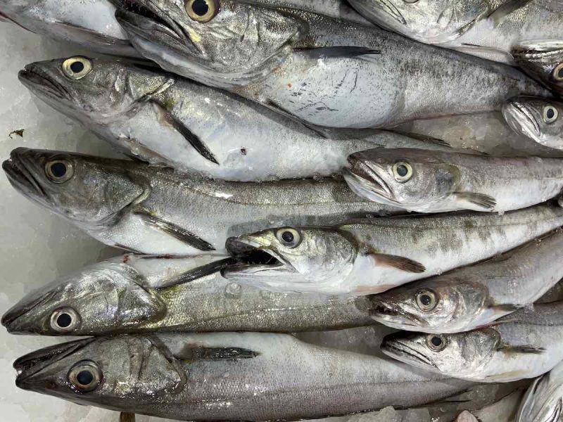 Merluza / Pescadilla - Imagen 3