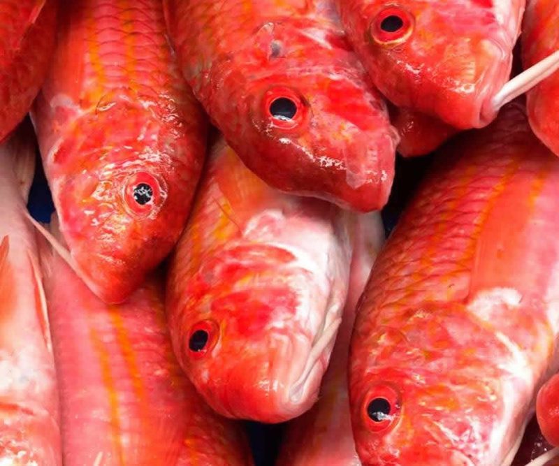 Salmonetes - Imagen 2