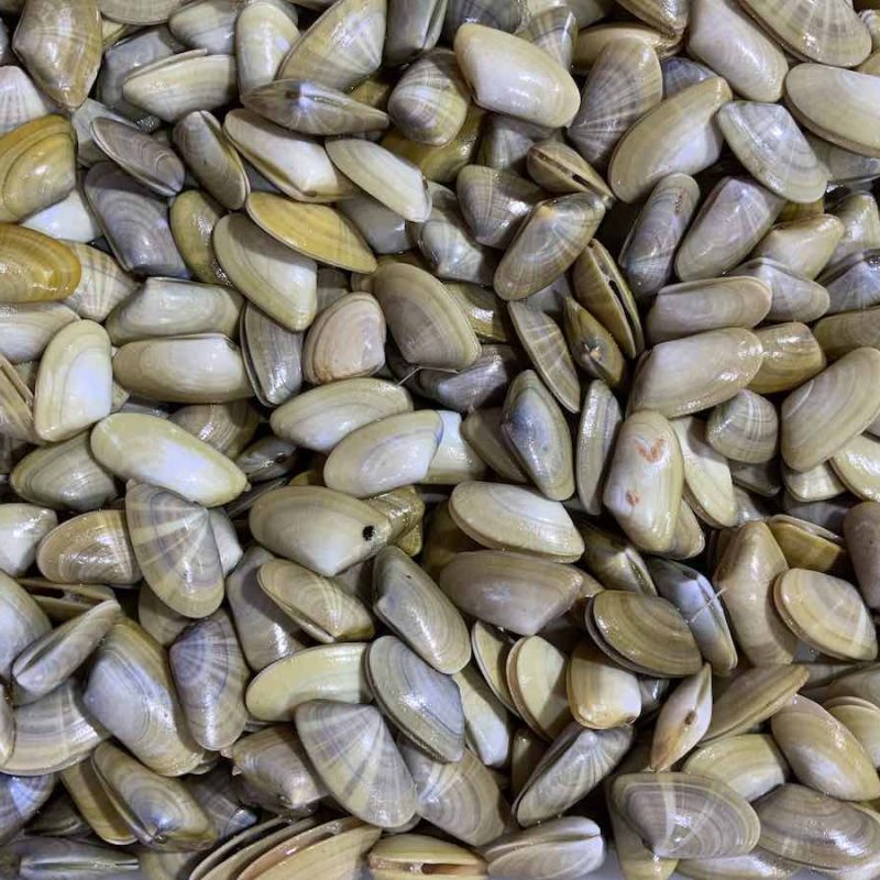 Coquinas
