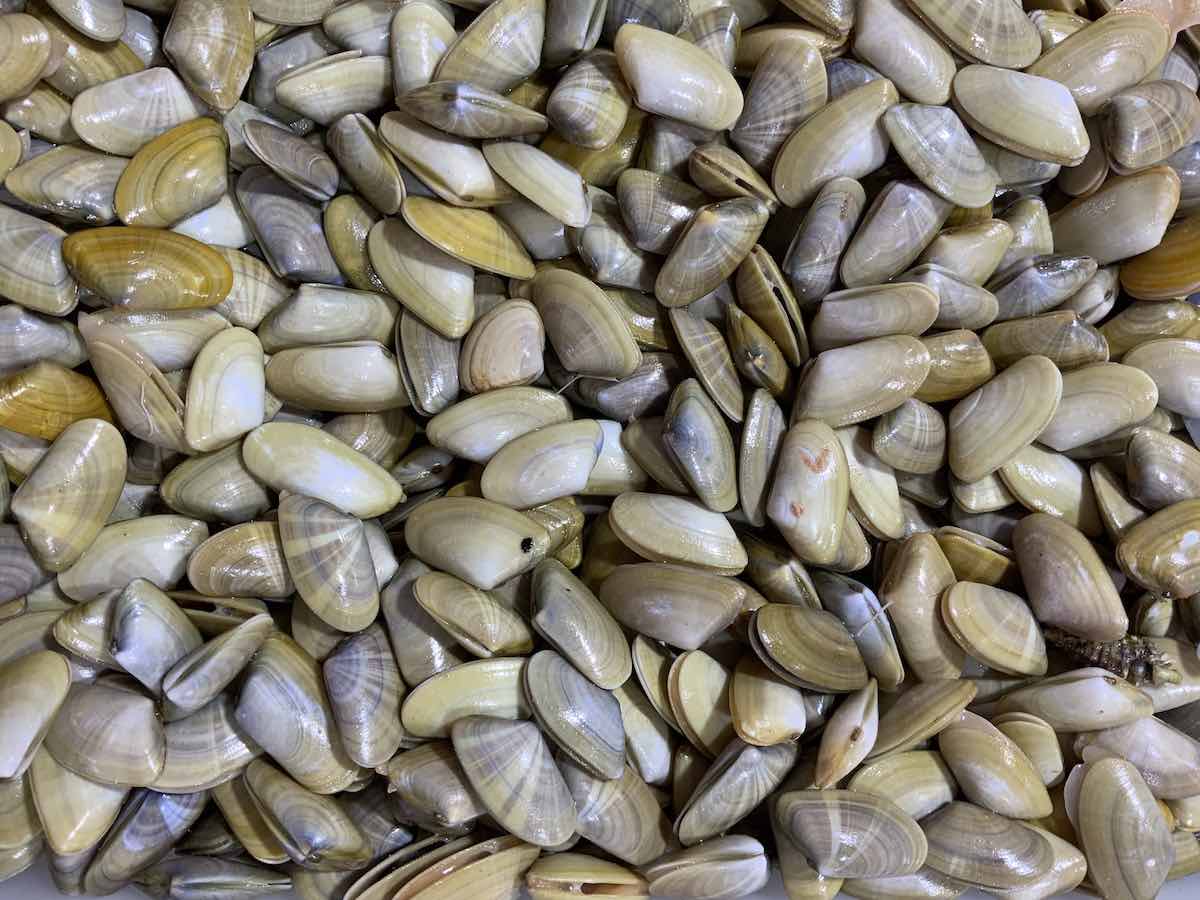 Coquinas