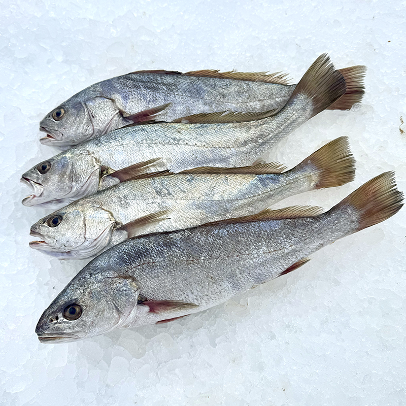 Corvina