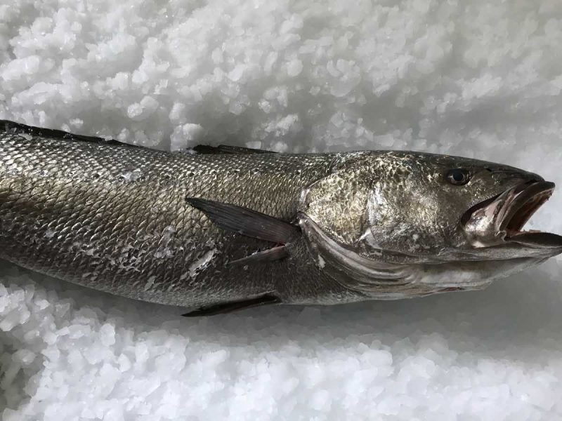 Corvina - Imagen 4