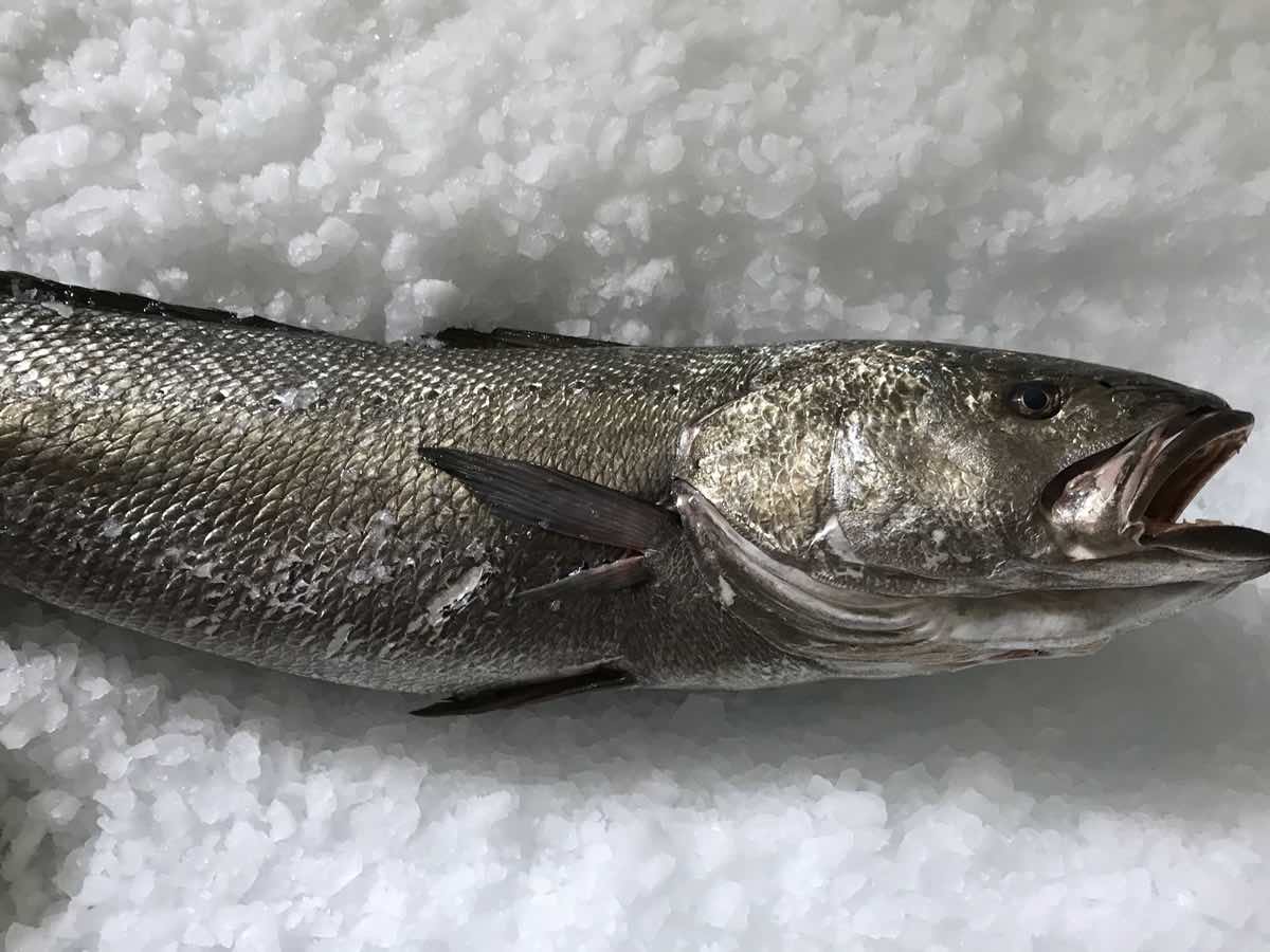 Corvina - Imagen 4