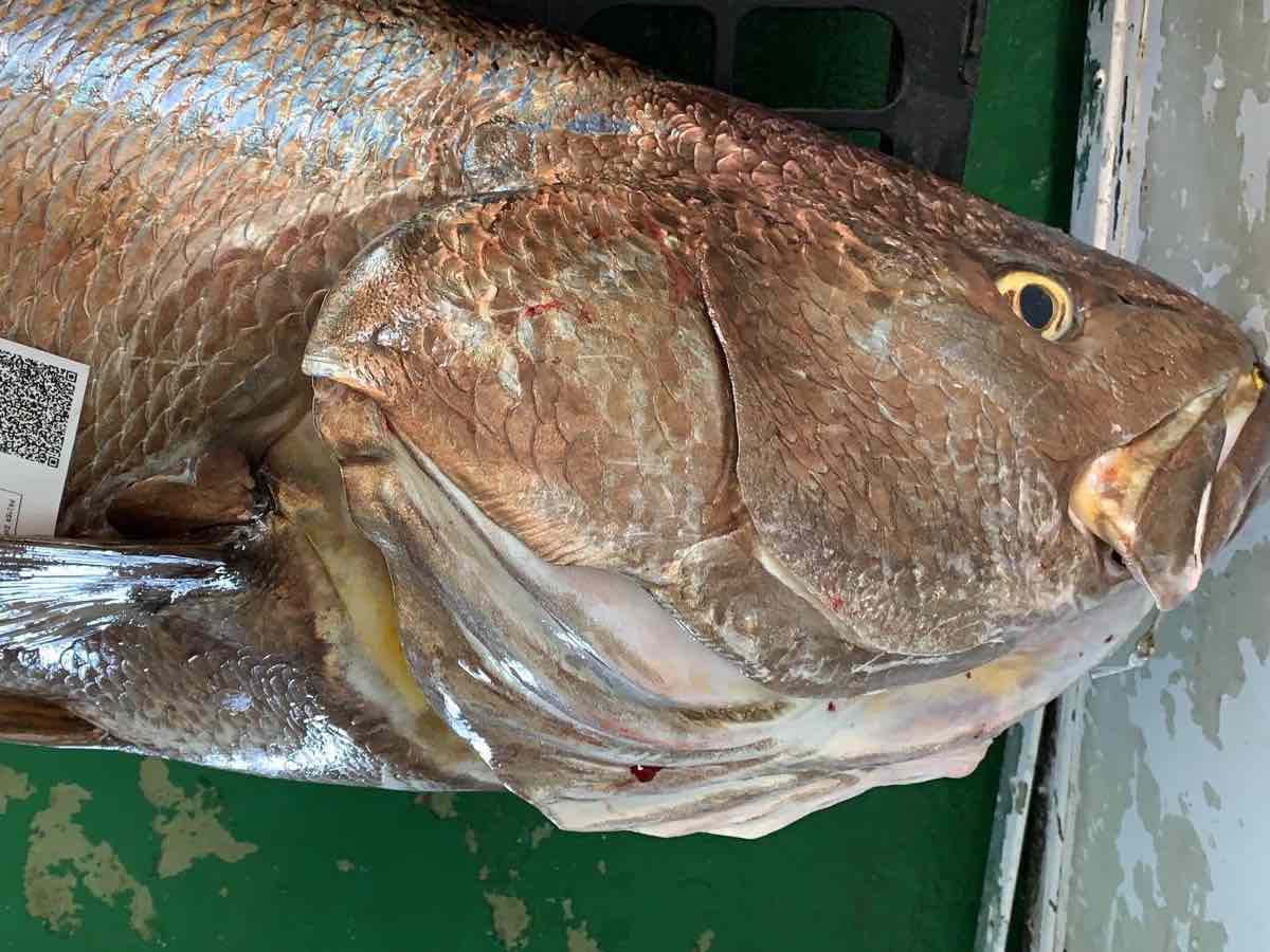 Corvina - Imagen 2