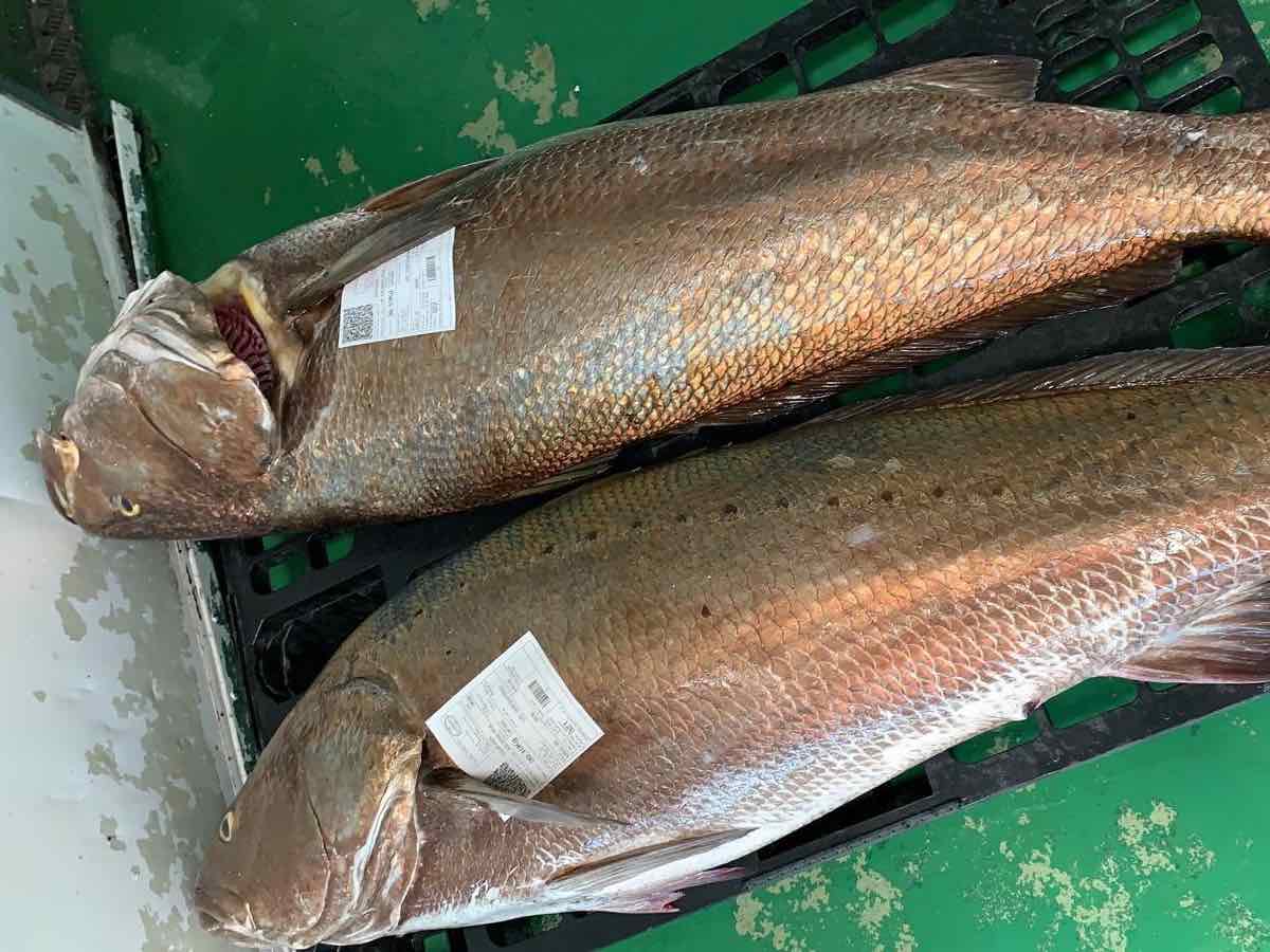 Corvina - Imagen 3