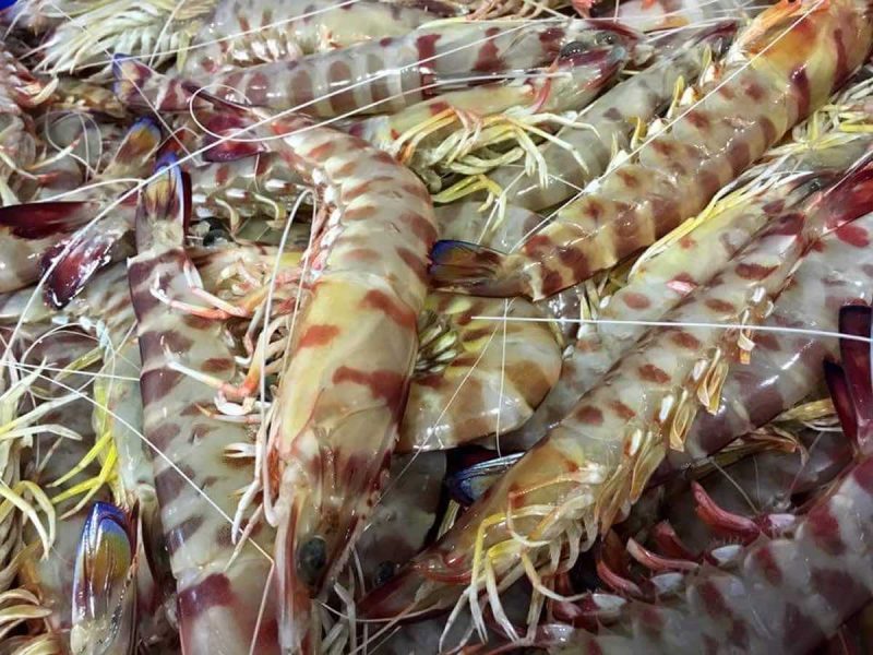 Langostinos de Sanlúcar