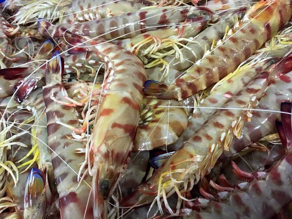 Langostinos de Sanlúcar