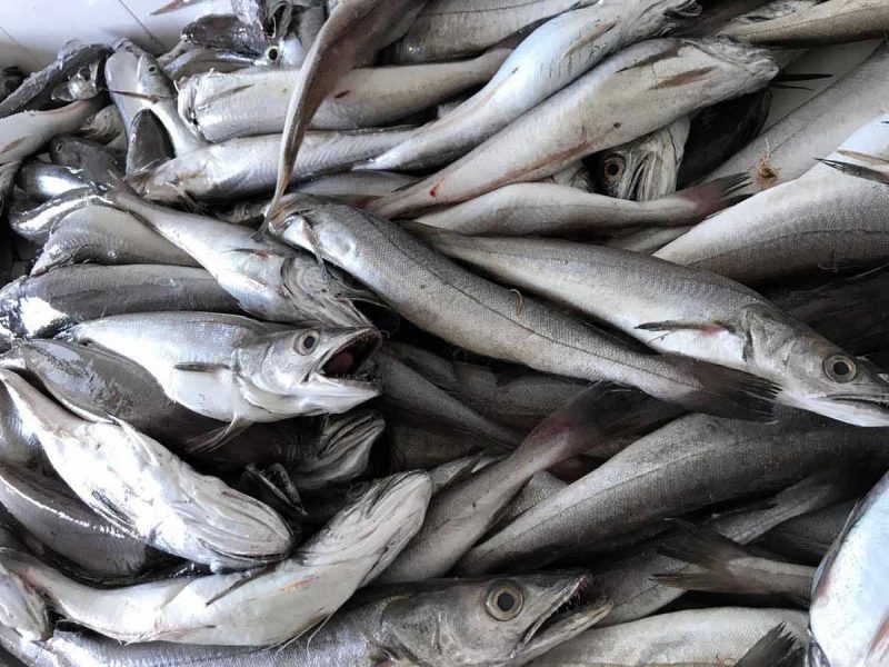Merluza / Pescadilla - Imagen 2
