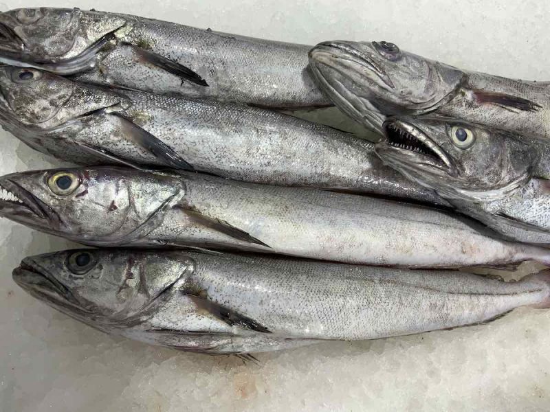 Merluza / Pescadilla - Imagen 4