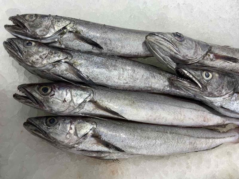 Merluza / Pescadilla
