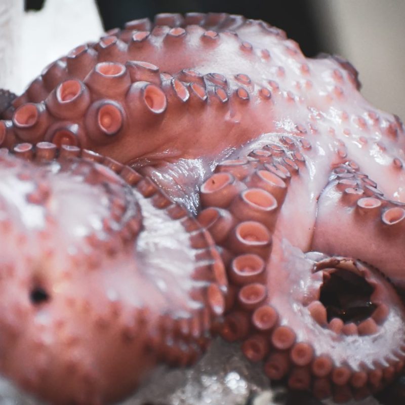 Pulpo