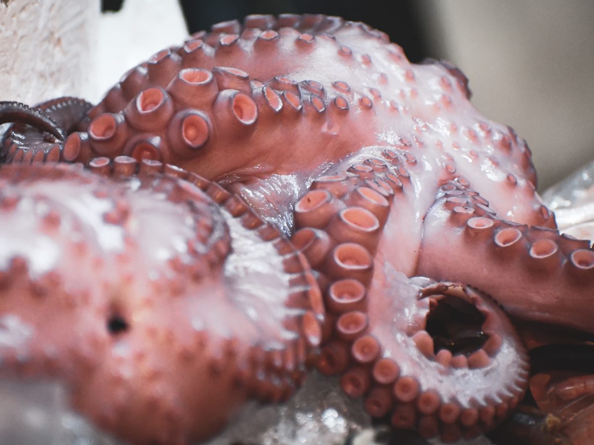 Pulpo