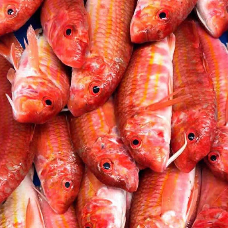 Salmonetes