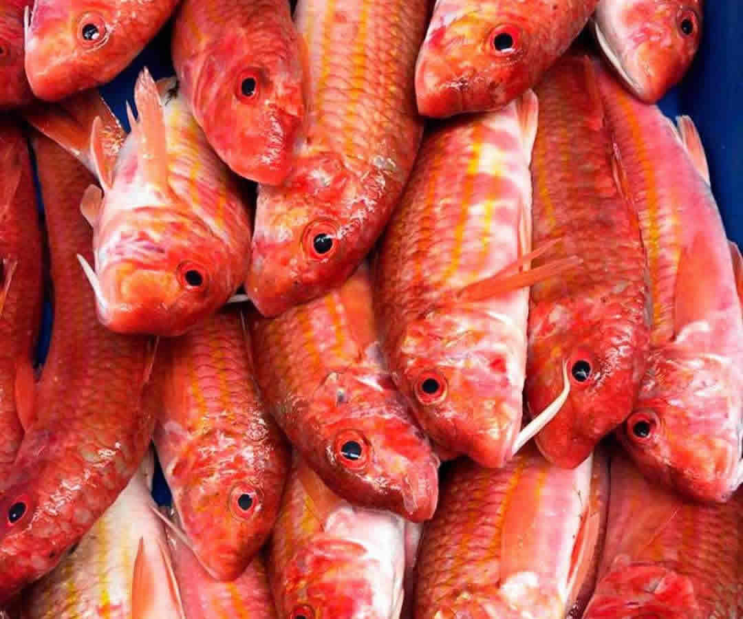 Salmonetes